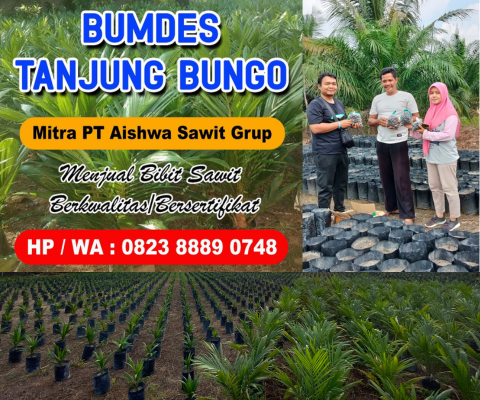 Pembibitan Sawit